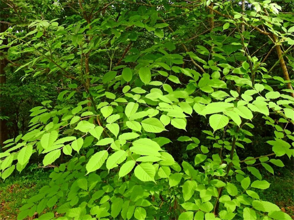 f:id:matundaba79:20230330210057j:image