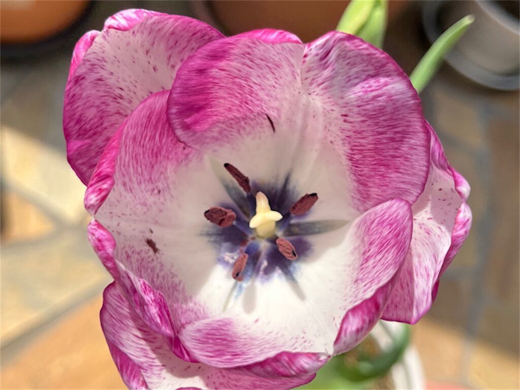 f:id:matundaba79:20230409071351j:image