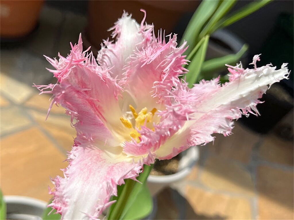 f:id:matundaba79:20230409071354j:image