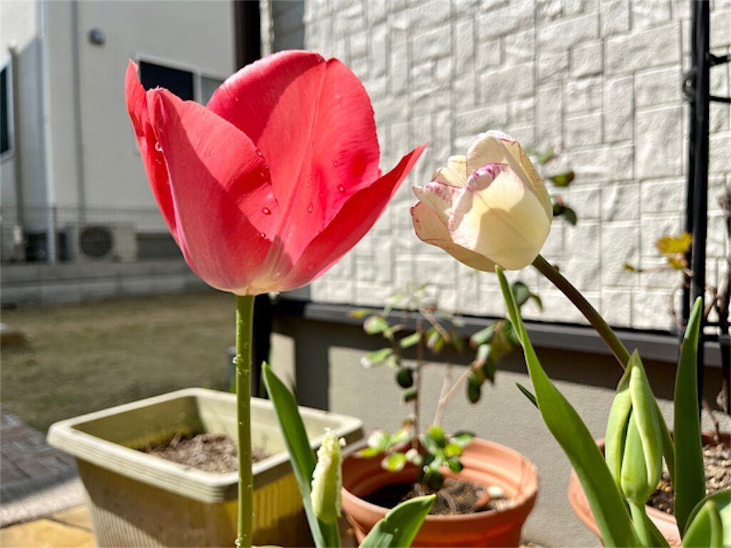 f:id:matundaba79:20230409071357j:image