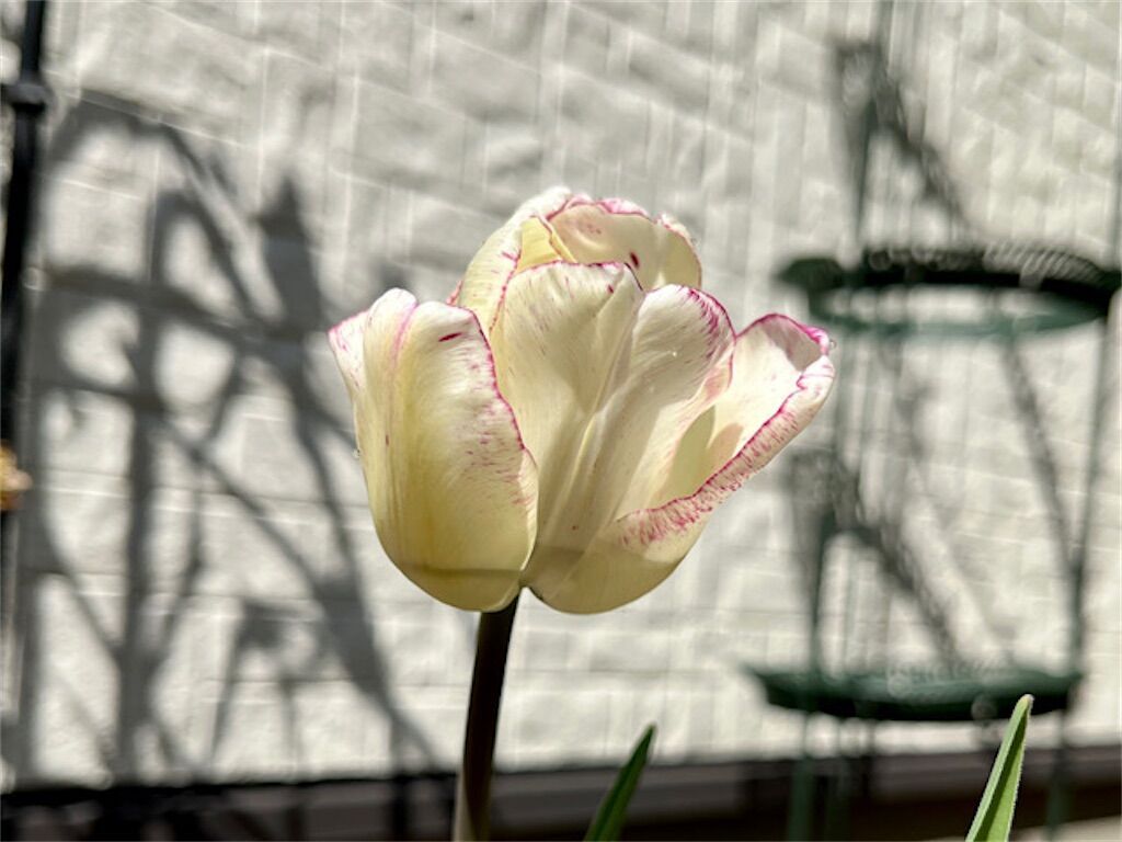 f:id:matundaba79:20230409071400j:image