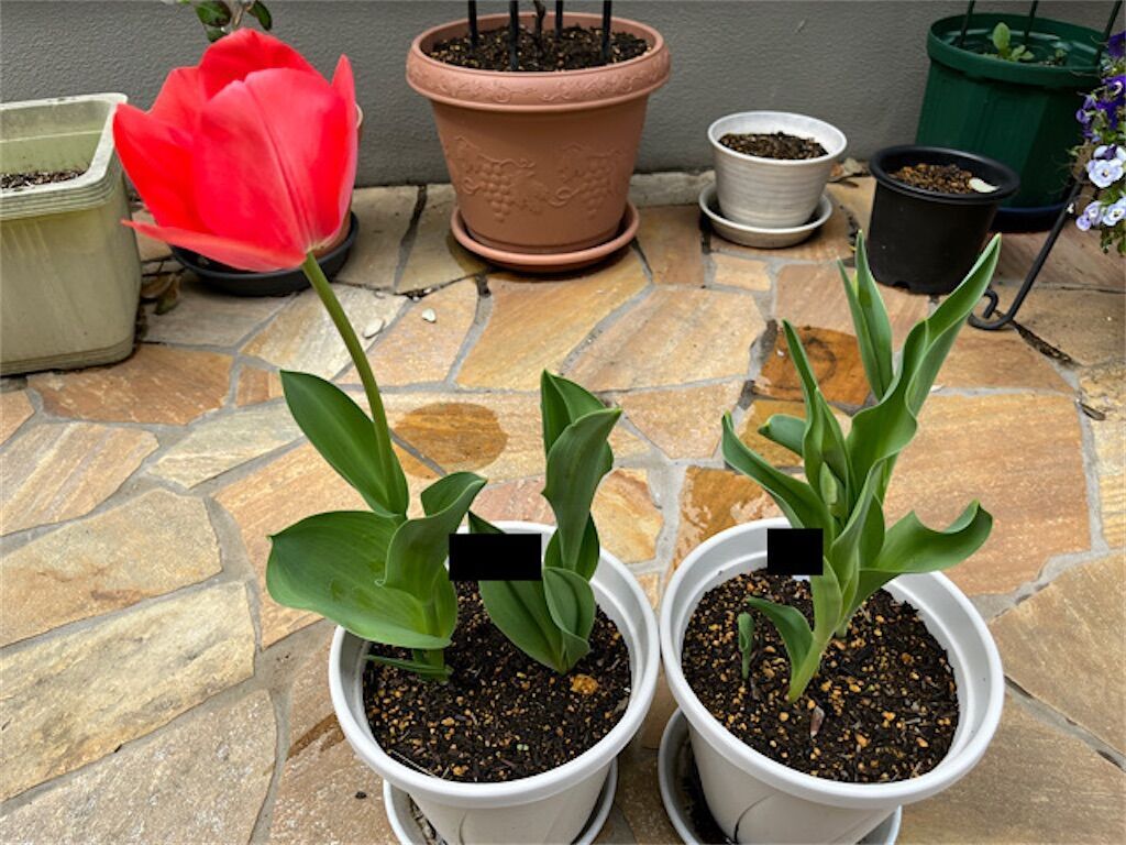 f:id:matundaba79:20230409071409j:image