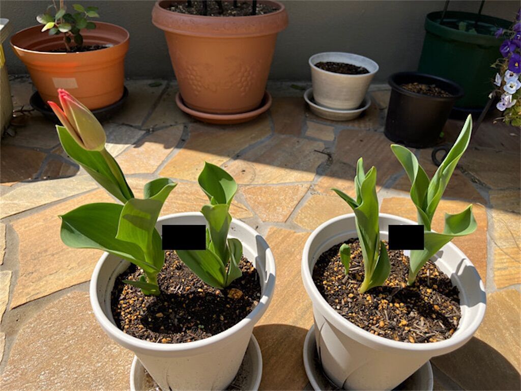 f:id:matundaba79:20230409071412j:image