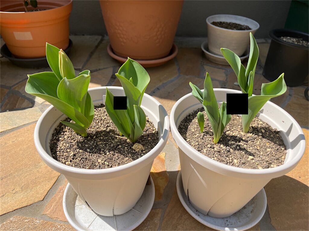 f:id:matundaba79:20230409071421j:image