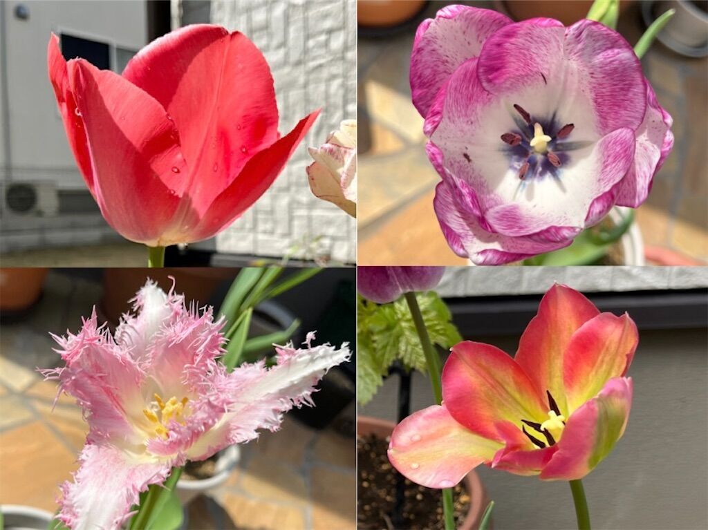 f:id:matundaba79:20230409072415j:image