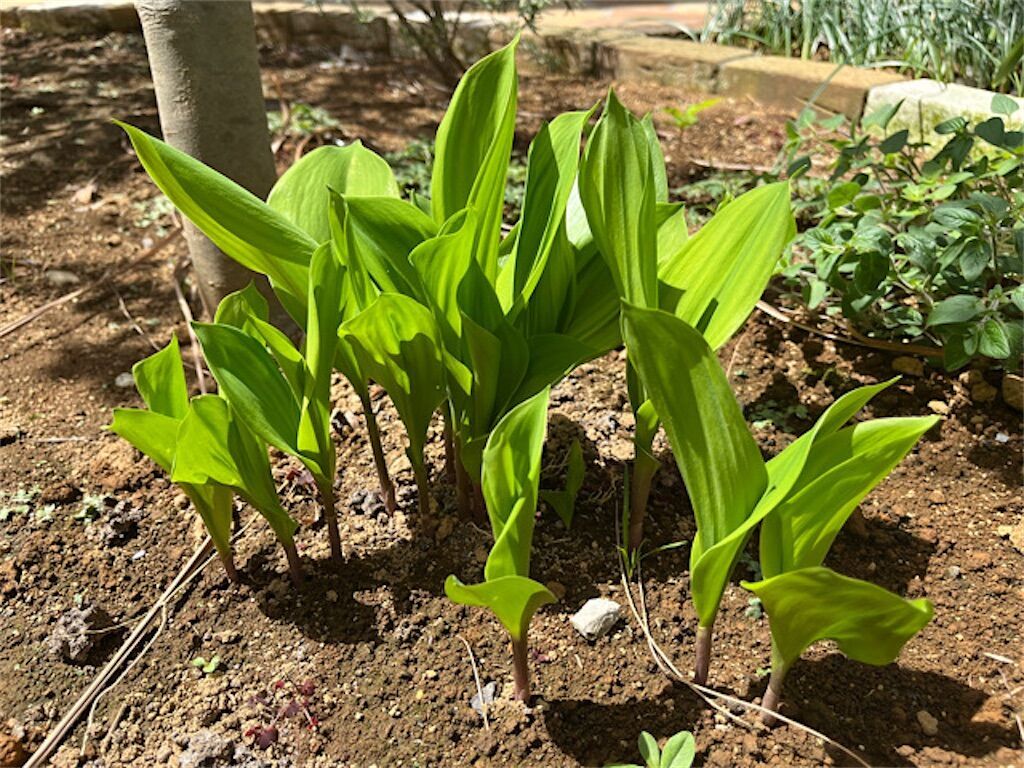 f:id:matundaba79:20230414084435j:image f:id:matundaba79:20230414084435j:image