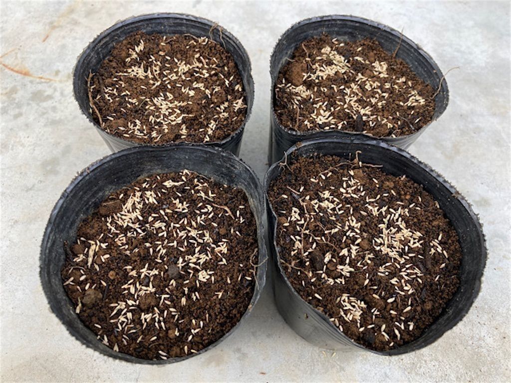 f:id:matundaba79:20230418084707j:image