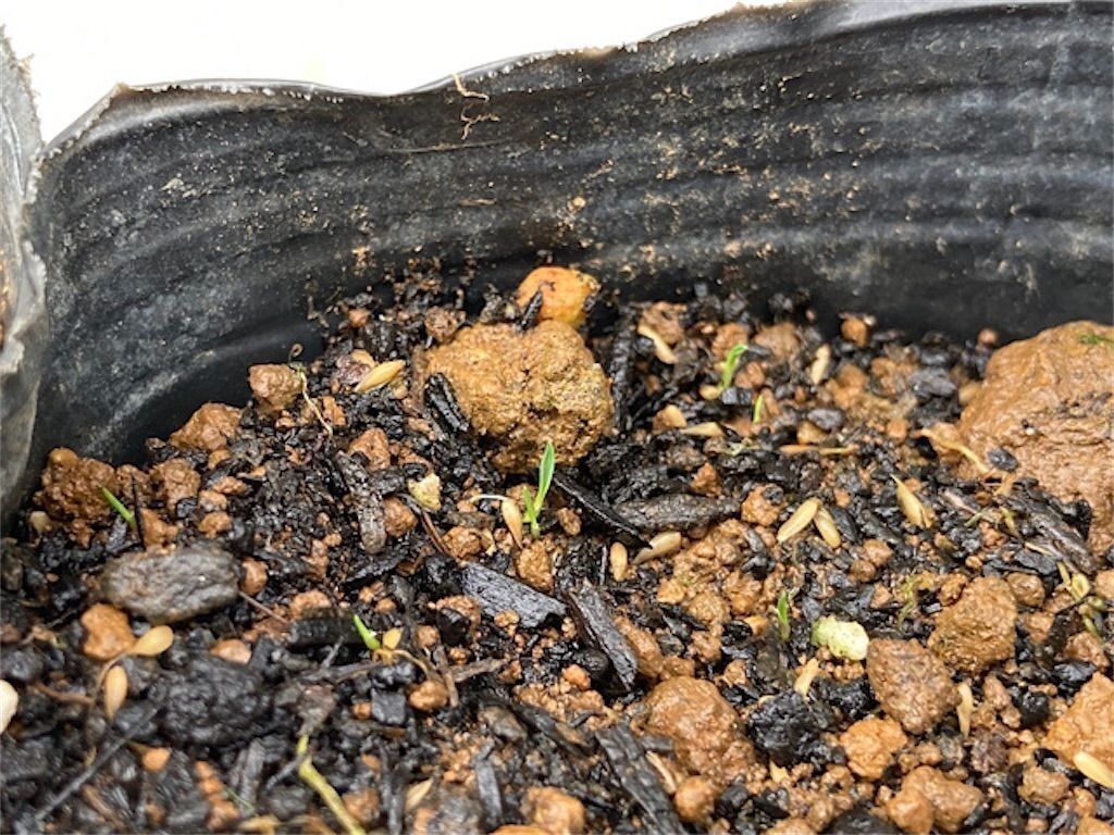 f:id:matundaba79:20230418084845j:image