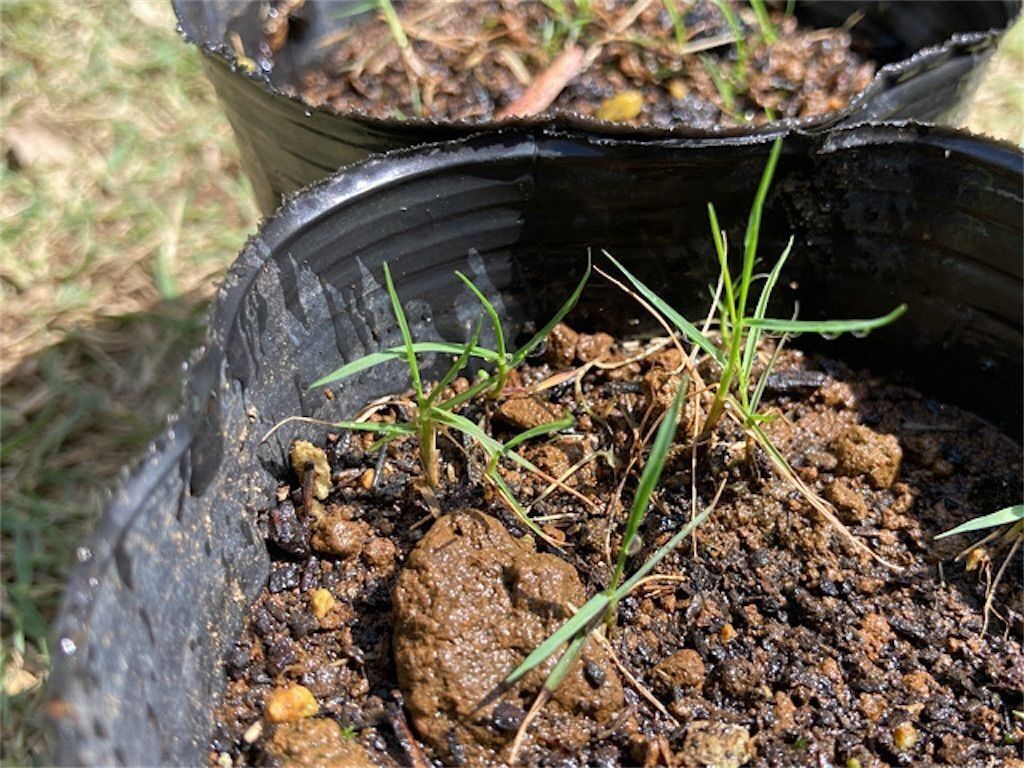 f:id:matundaba79:20230418085132j:image