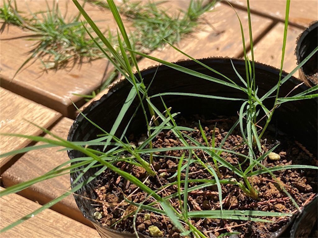 f:id:matundaba79:20230418085445j:image