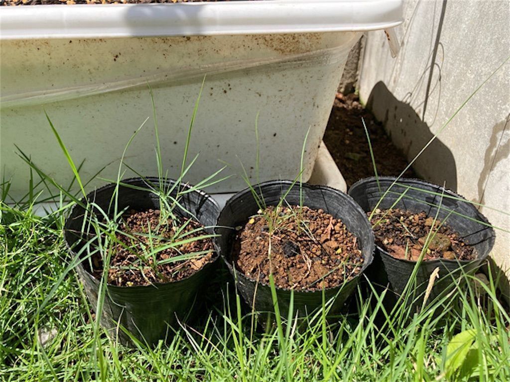 f:id:matundaba79:20230418214043j:image