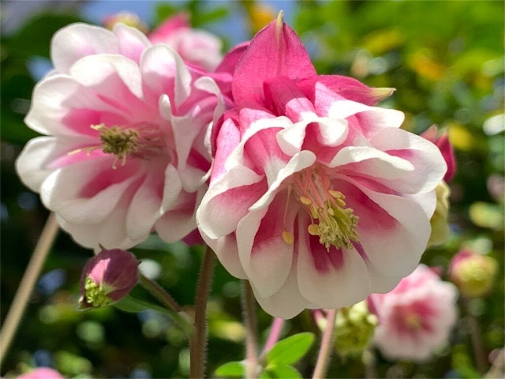 f:id:matundaba79:20230421221333j:image