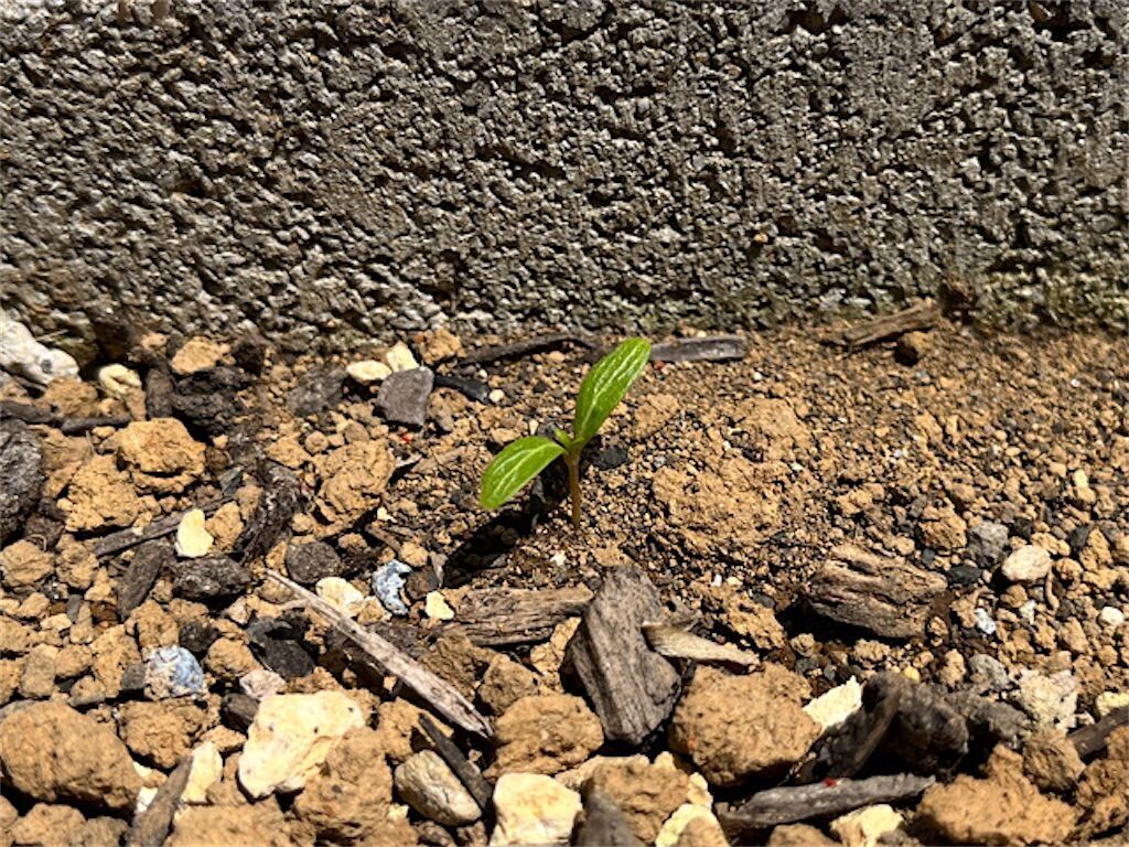 f:id:matundaba79:20230429233413j:image f:id:matundaba79:20230429233413j:image