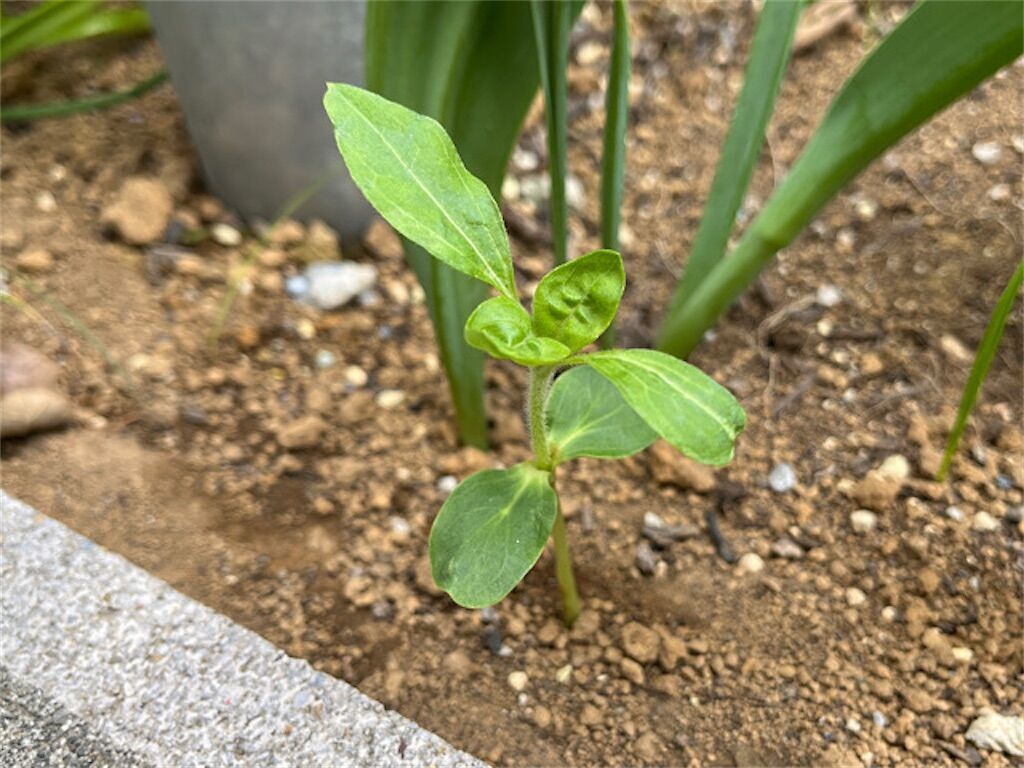 f:id:matundaba79:20230429233416j:image f:id:matundaba79:20230429233416j:image