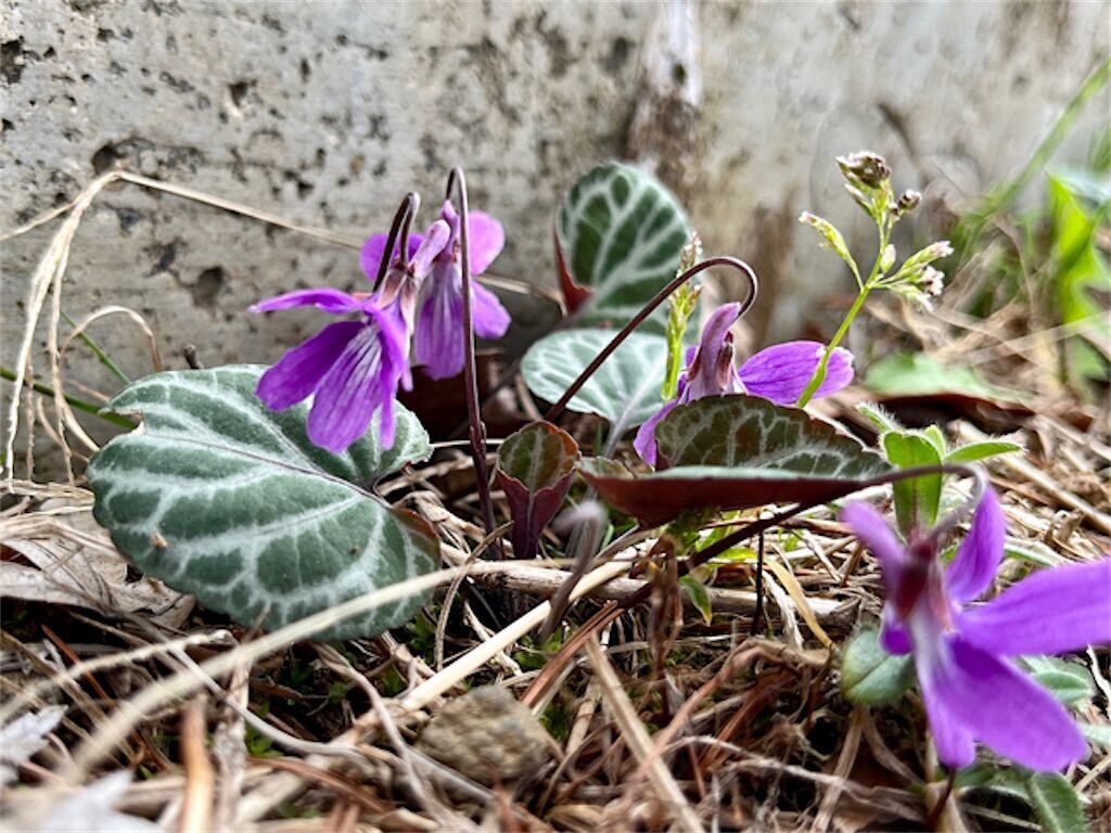 f:id:matundaba79:20230518084602j:image f:id:matundaba79:20230518084602j:image