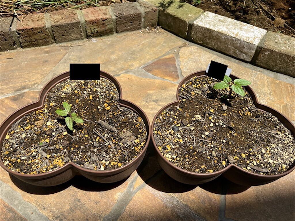 f:id:matundaba79:20230527001450j:image