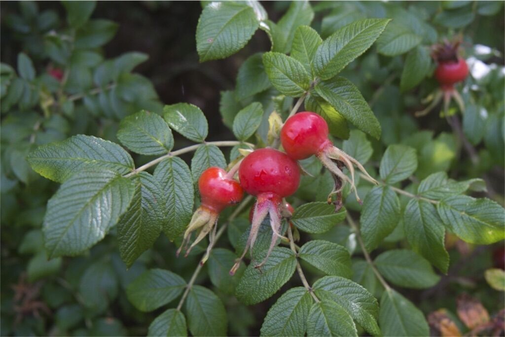 f:id:matundaba79:20230724234007j:image