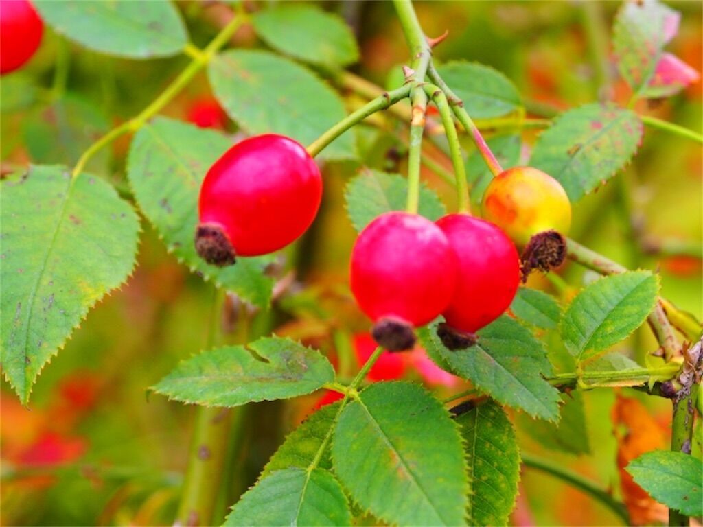 f:id:matundaba79:20230724234017j:image