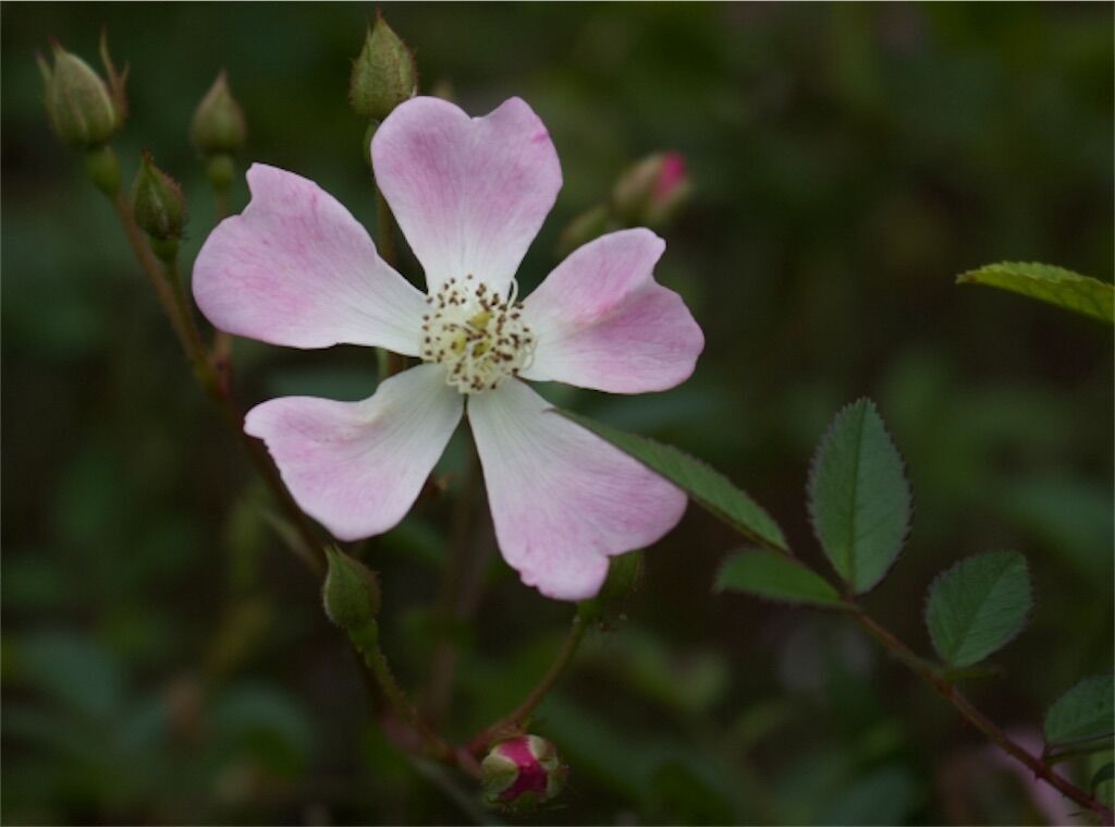 f:id:matundaba79:20230724234024j:image