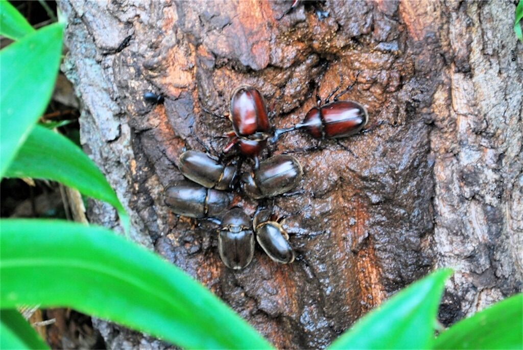 f:id:matundaba79:20230727235217j:image f:id:matundaba79:20230727235217j:image