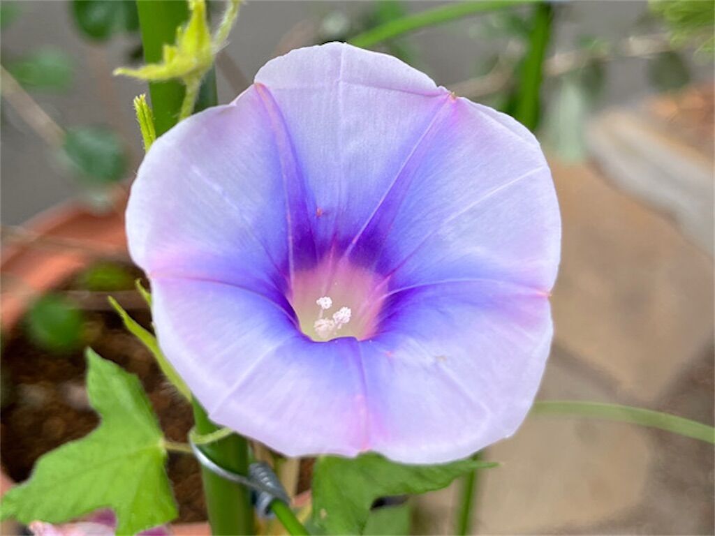 【朝顔】合弁花と離弁花について〜アサガオの花弁(花びら)は実は5枚だった!?〜 - アタマの中は花畑