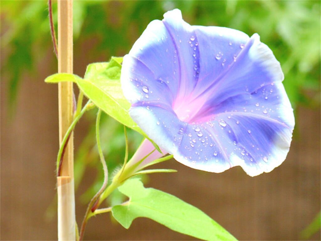 【朝顔】合弁花と離弁花について〜アサガオの花弁(花びら)は実は5枚だった!?〜 - アタマの中は花畑