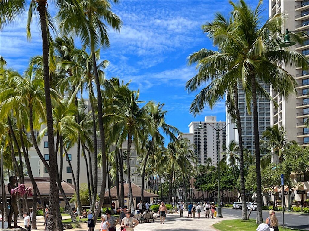 ココヤシ】市街地のヤシの木に実が付いていないのはなぜ？ - アタマの