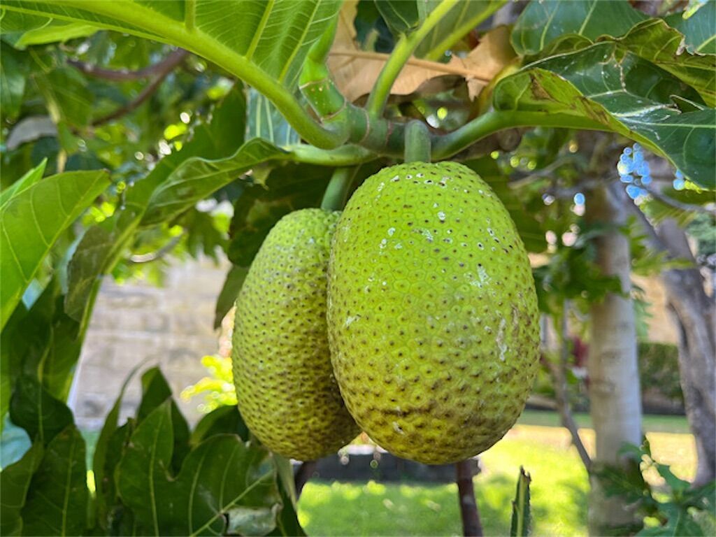 パンノキ 実生 ハワイ 観葉植物 インテリア グリーン 沖縄