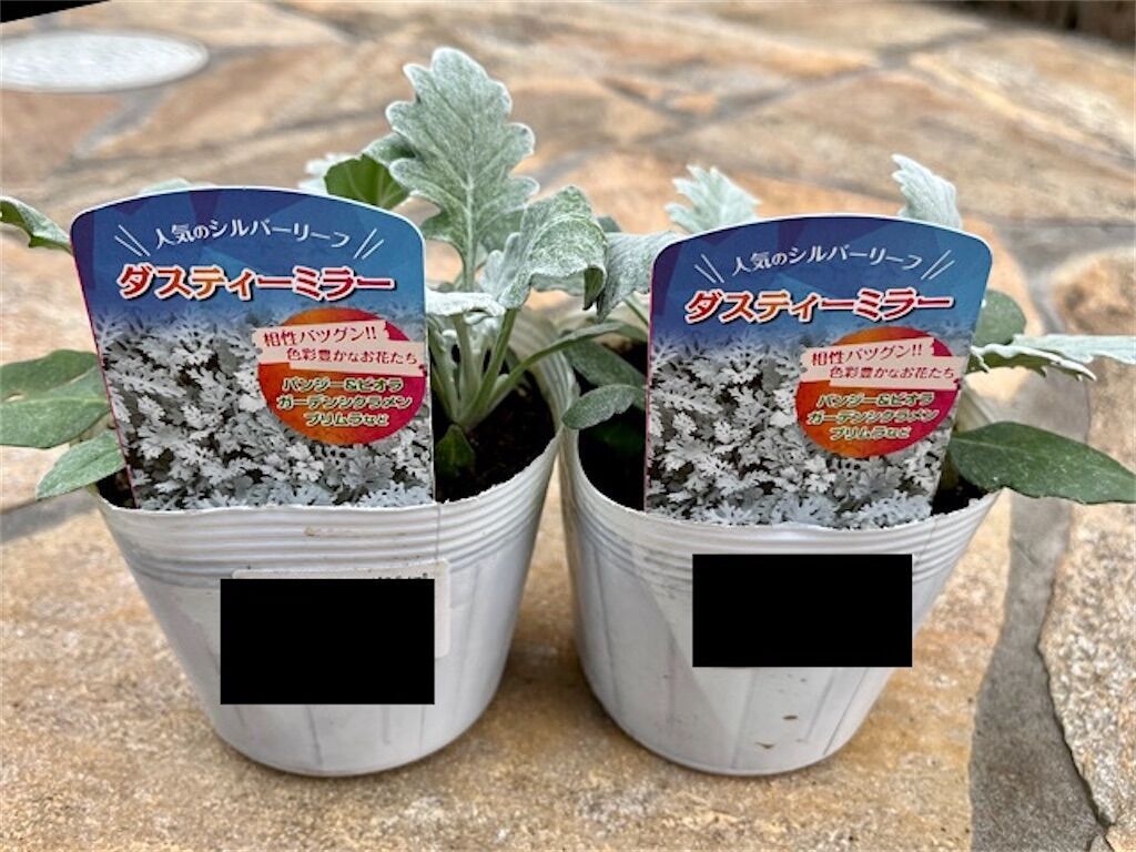 白妙菊】シロタエギク(ダスティーミラー)の葉が白いのはなぜ