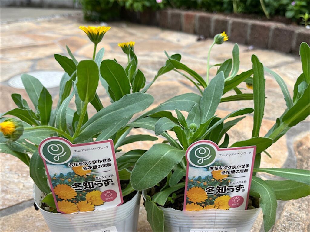 金盞花】カレンデュラとキンセンカの違いは? - アタマの中は花畑 金盞花】カレンデュラとキンセンカの違いは? - アタマの中は花畑