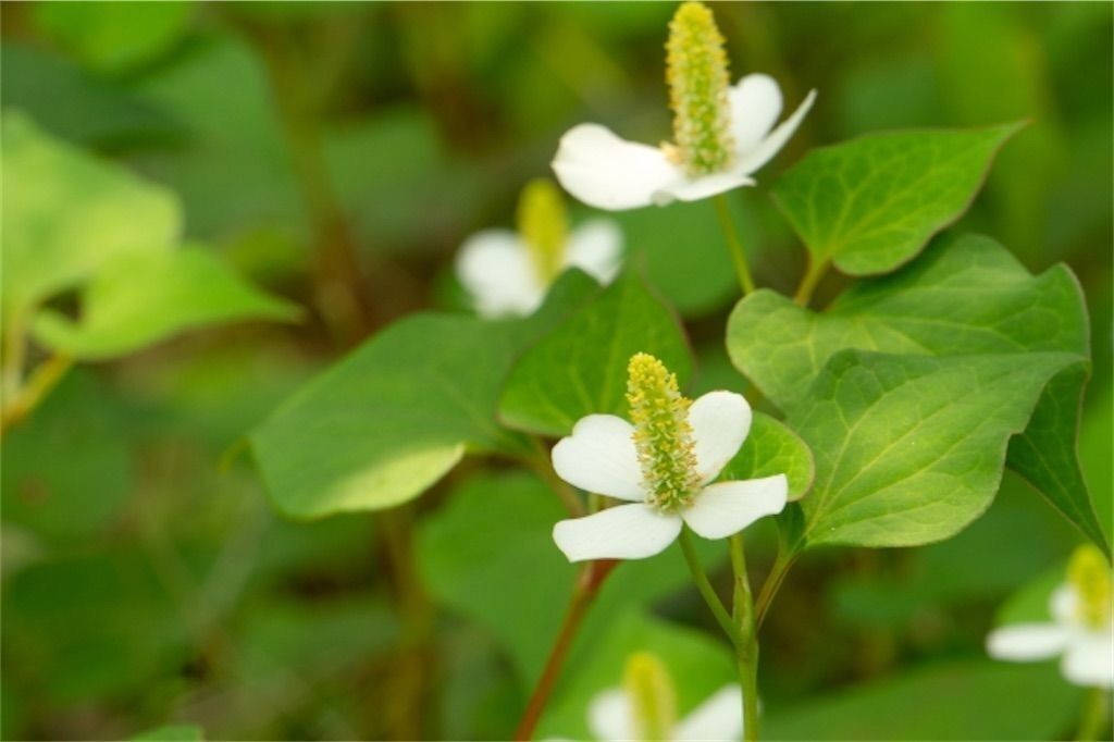 【雑談】花弁(花びら)の枚数が最も多い花・少ない花は? - アタマの中は花畑