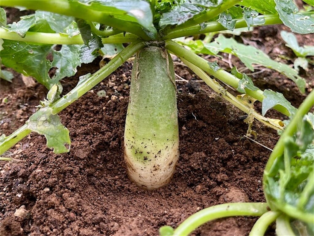 f:id:matundaba79:20231211224908j:image