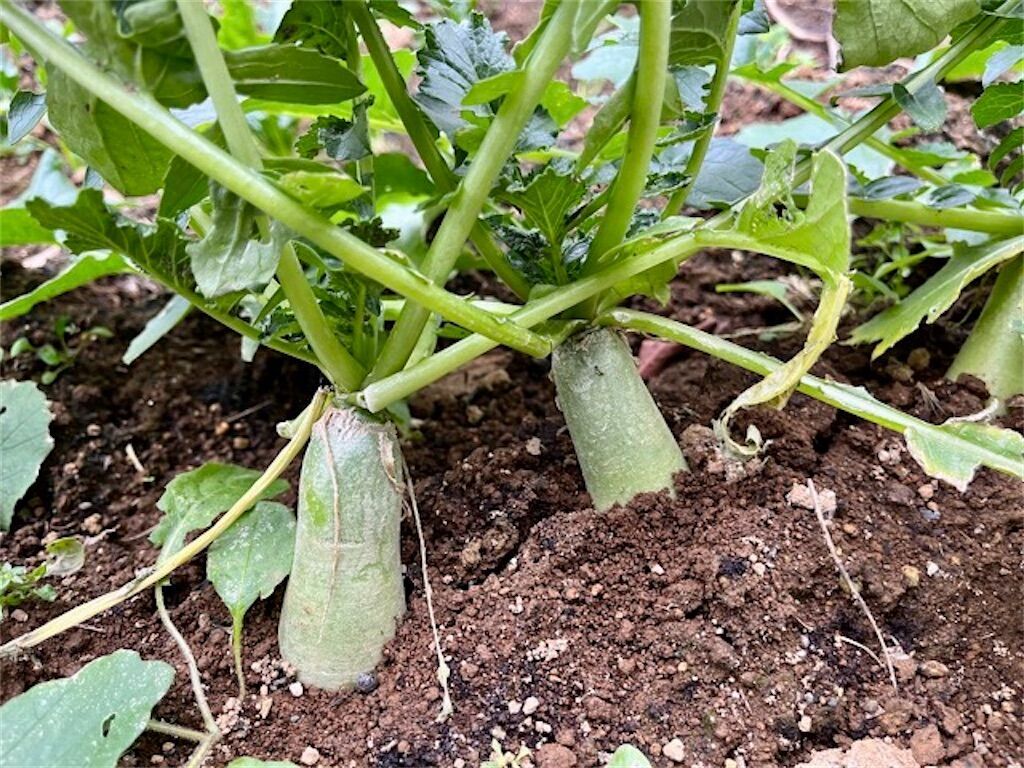 f:id:matundaba79:20231211224913j:image