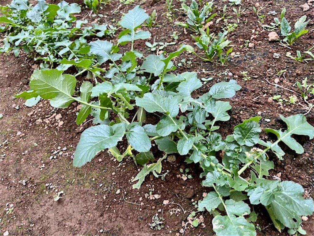 f:id:matundaba79:20231211224917j:image