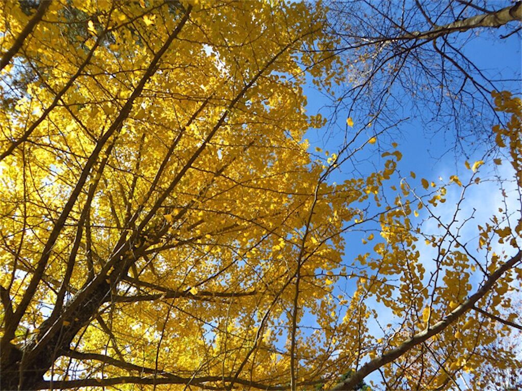 f:id:matundaba79:20231224215714j:image