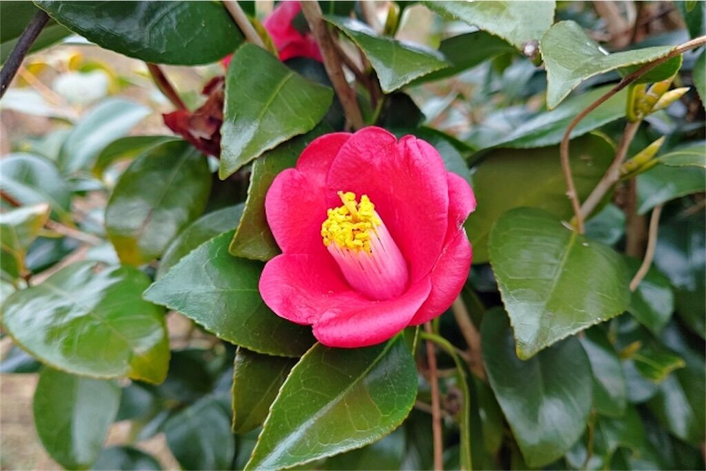 f:id:matundaba79:20240117202109j:image