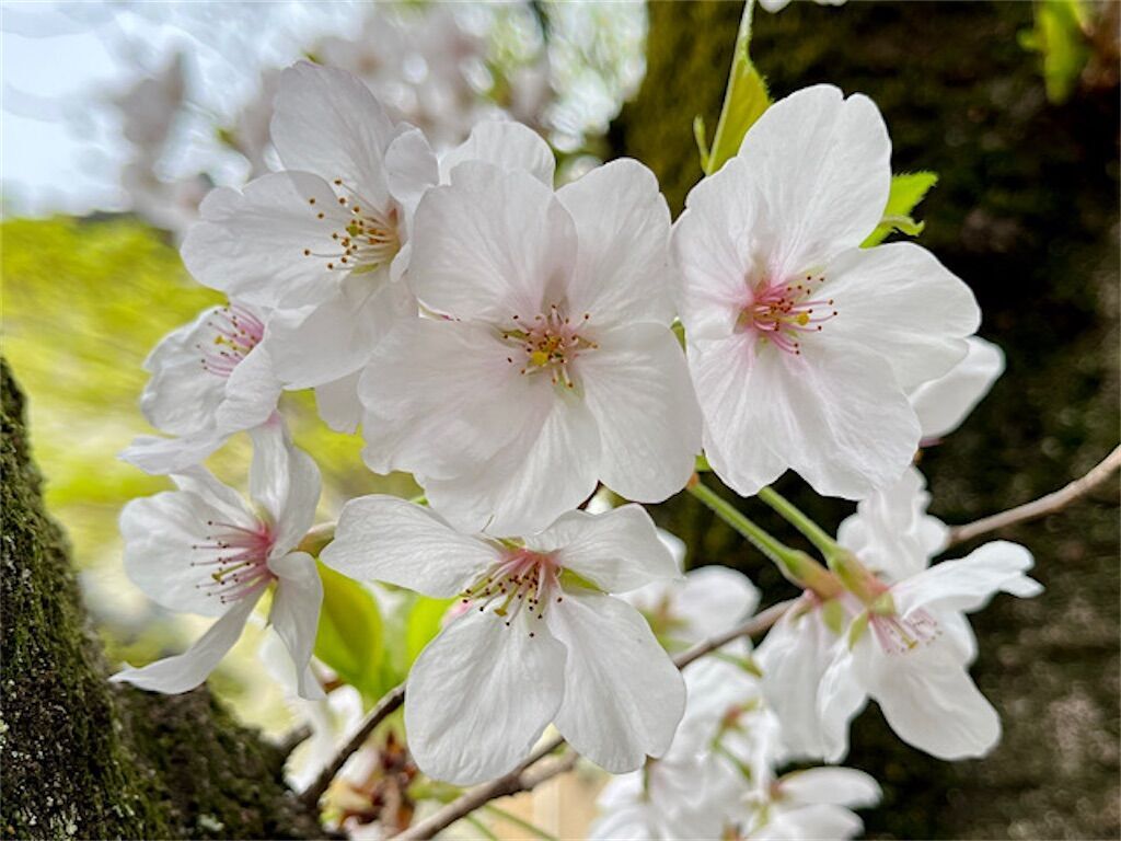 ソメイシヨシノ 樹齢16年 大型成木 約5m植木☆引取限定 ソメイヨシノの