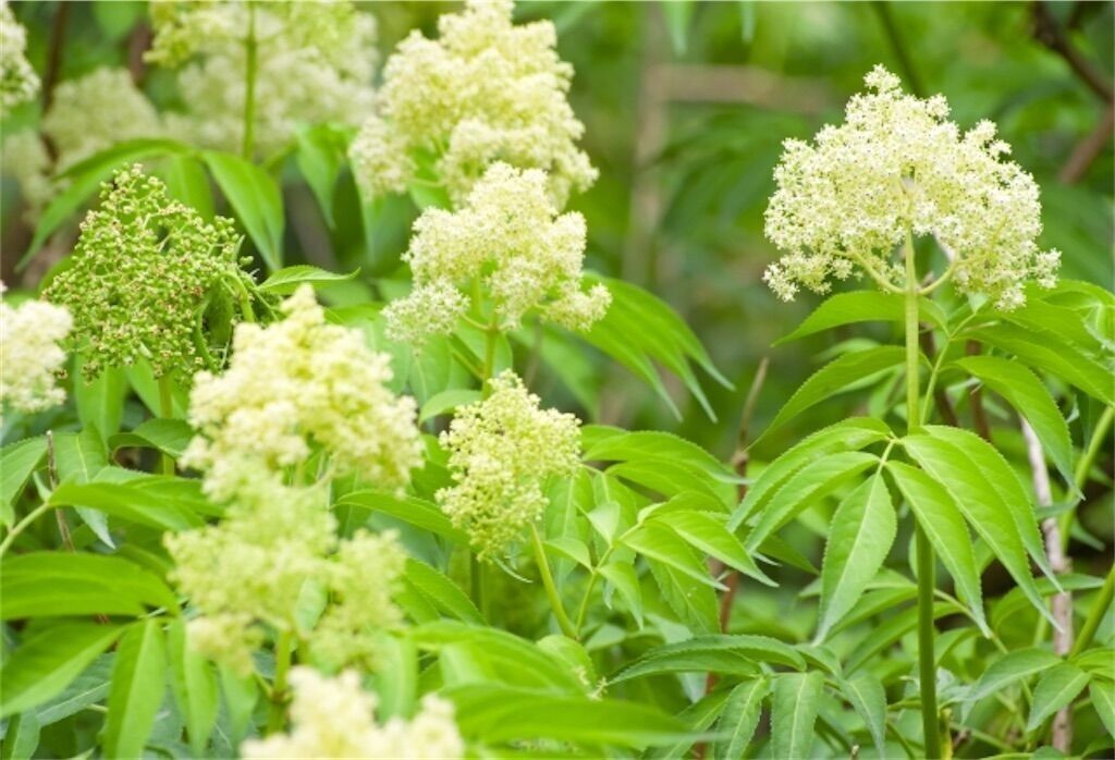 f:id:matundaba79:20240419083834j:image f:id:matundaba79:20240419083834j:image
