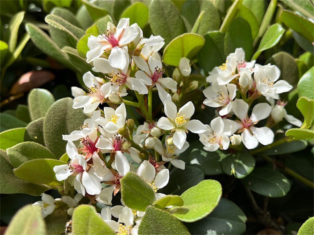 車輪梅】植物なのになぜ車？〜シャリンバイの名前の由来について