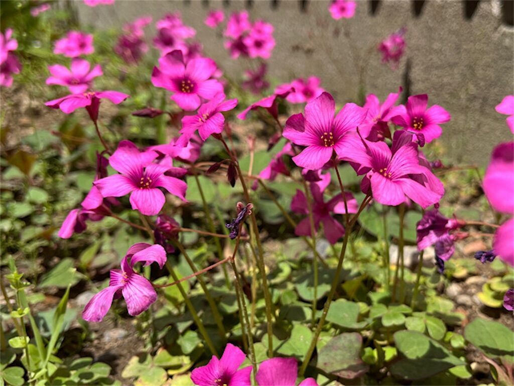 花 ムラサキ カタバミ