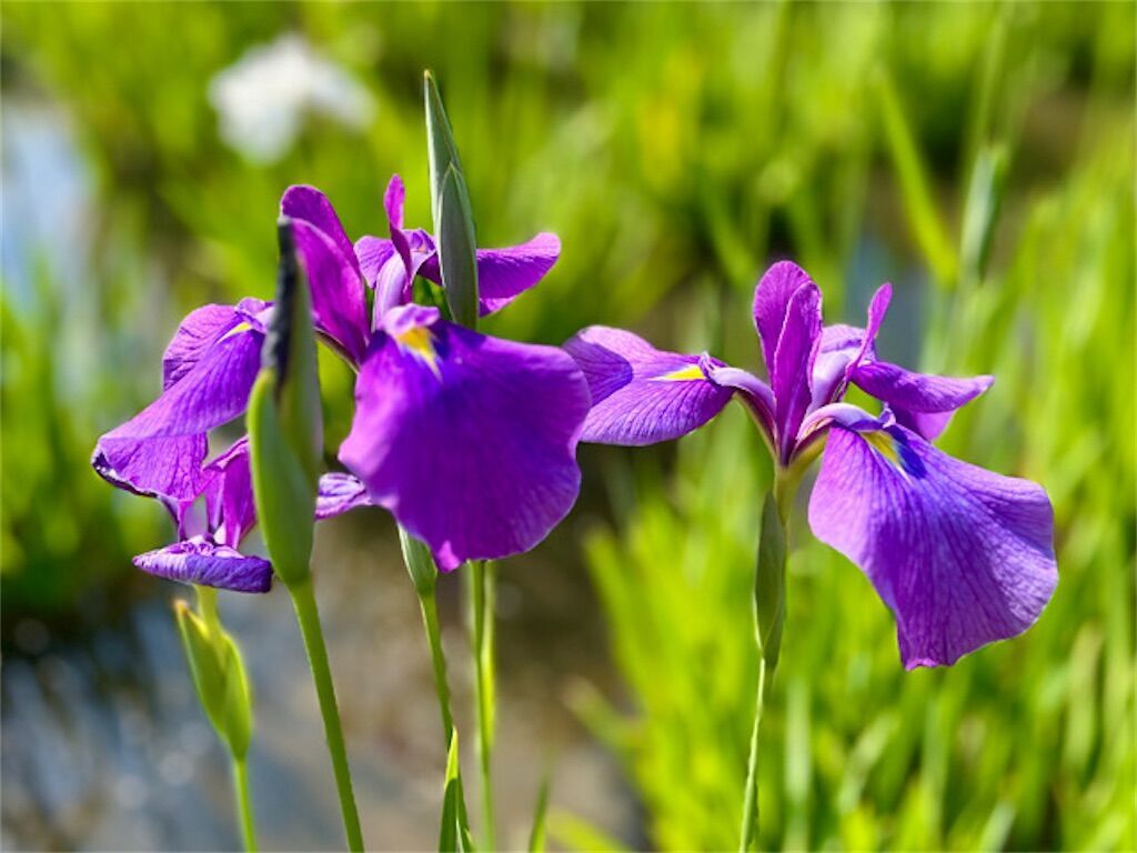 f:id:matundaba79:20240529085859j:image