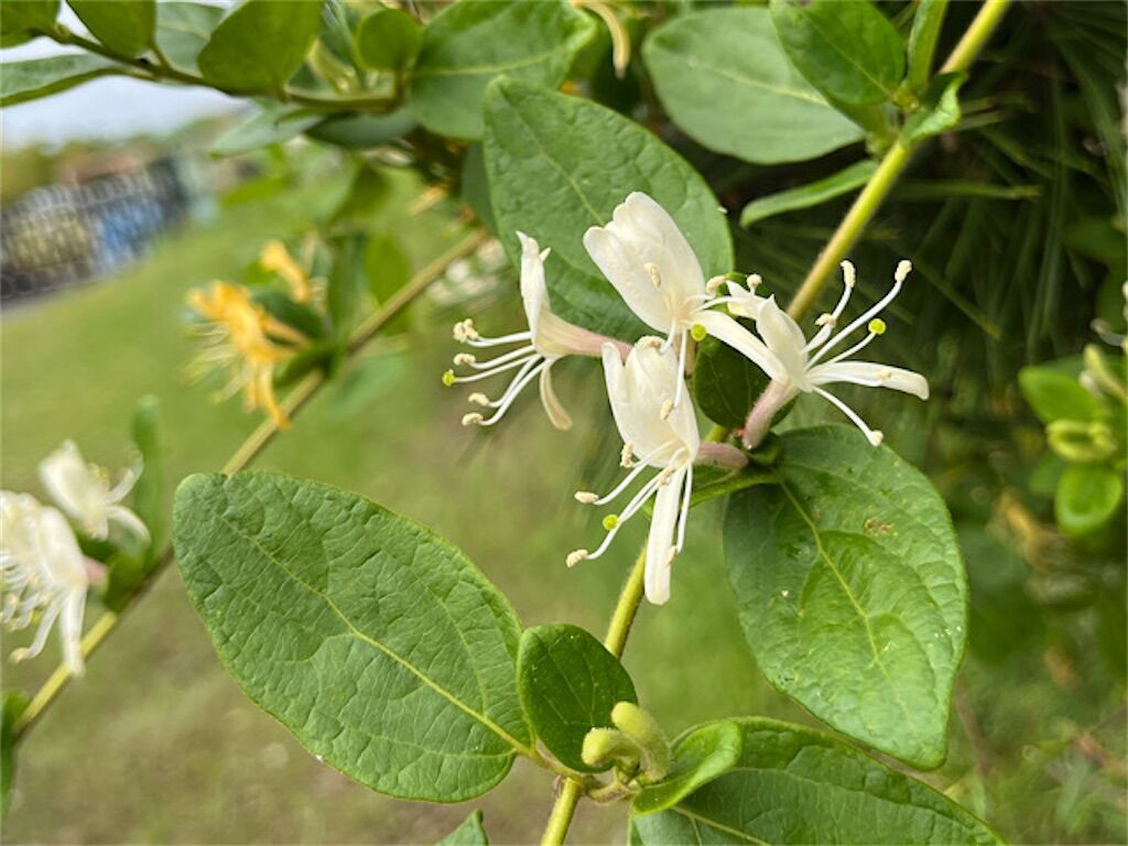 雑談】名前に「カズラ(葛)」が付く植物一覧〜それぞれの名前の由来は