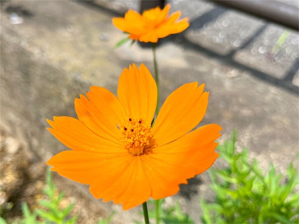 f:id:matundaba79:20240717080712j:image