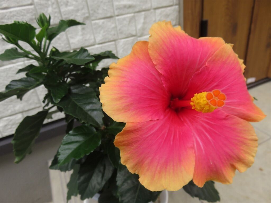 f:id:matundaba79:20240806004201j:image