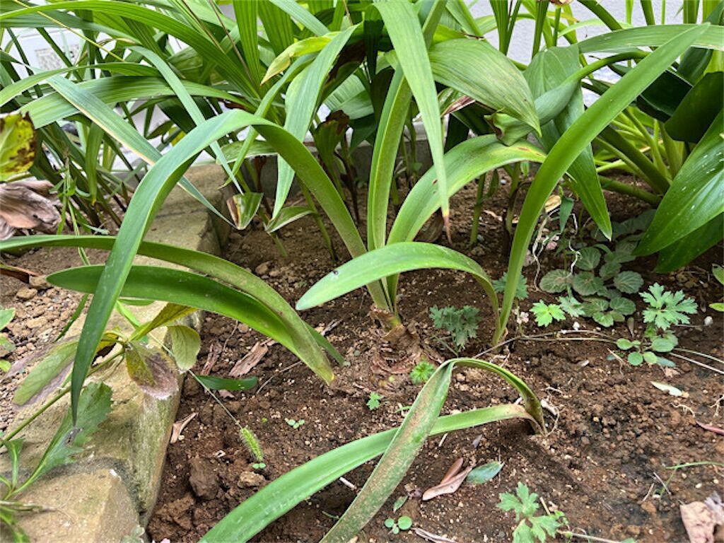 f:id:matundaba79:20240806005100j:image