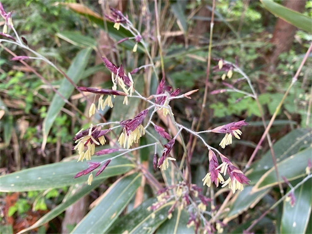 f:id:matundaba79:20240823084907j:image