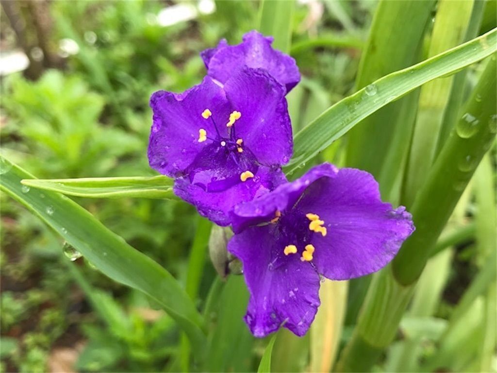 f:id:matundaba79:20240907220505j:image