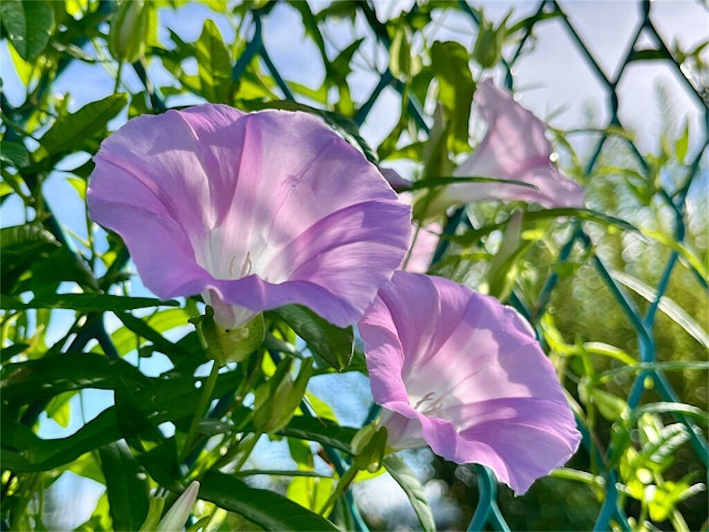 f:id:matundaba79:20240912233150j:image