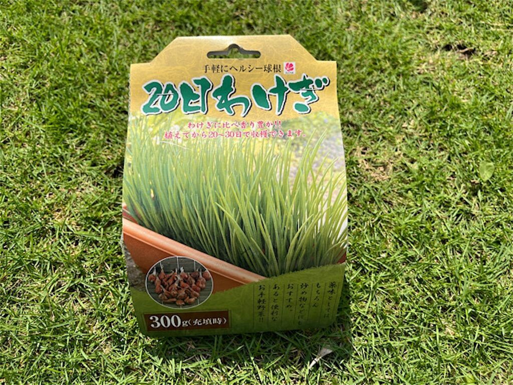 分葱】「20日わけぎ」は20日で収穫できるのか？実際に育ててみた結果