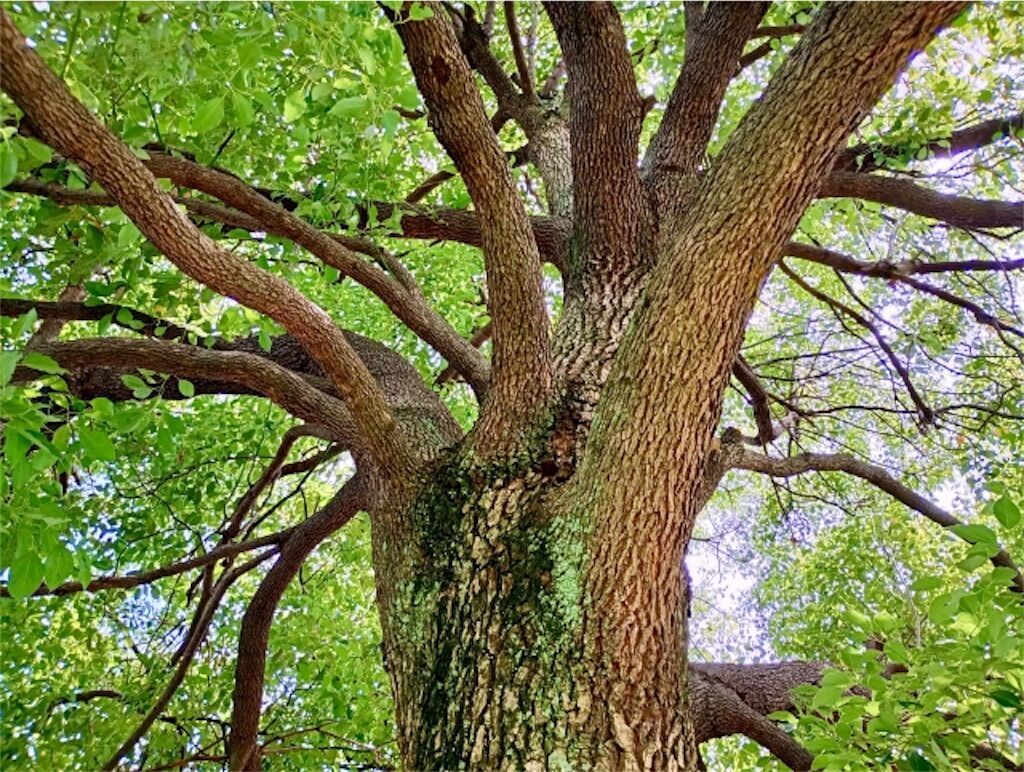 都道府県の花#41】佐賀県の木・花について - アタマの中は花畑